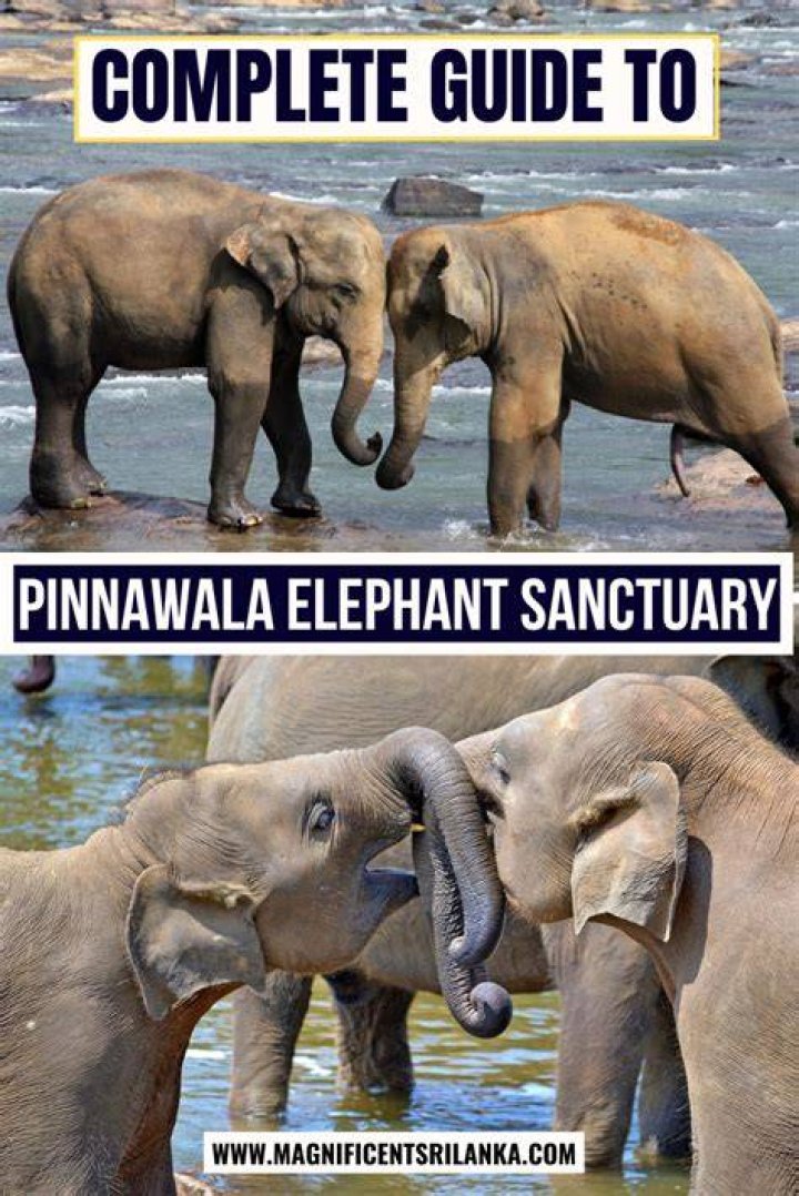 A Comprehensive Guide To Pinnawala Elephant Orphanage In Sri Lanka