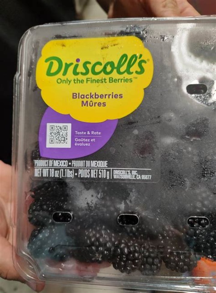 Driscoll's Watsonville: Explore Our Vibrant Berry Paradise