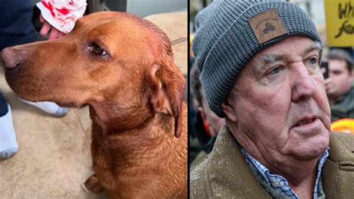 Unleashing The Mystery: What Kind Of Dogs Does Jeremy Clarkson Have?